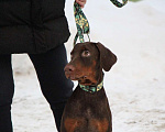 Собаки в Лысьве: Купить щенка добермана Пермь Мальчик, 110 000 руб. - фото 1