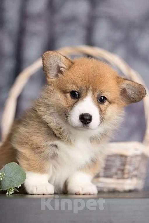Собаки в Чехове: Щенки вельш-корги пемброка РКФ Девочка, Бесплатно - фото 1