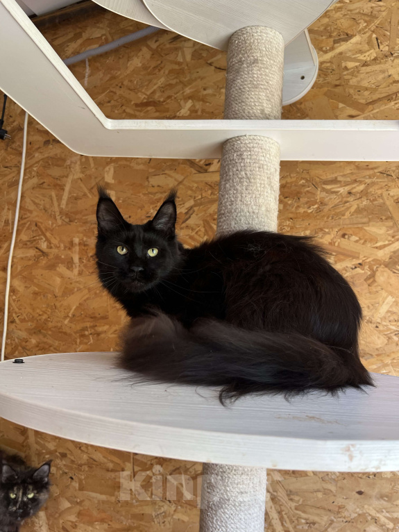 Кошки в Краснодаре: Мейн-кун девочка Девочка, 5 руб. - фото 2