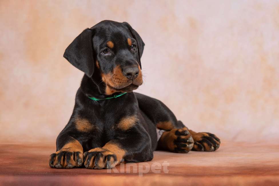 Собаки в Москве: Щенки добермана  Мальчик, 100 000 руб. - фото 7