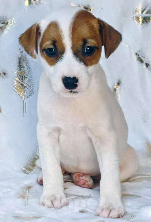 Собаки в других городах Московской области: Девочка Парсон Рассел терьера Девочка, 45 000 руб. - фото 4