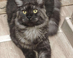 Кошки в Кингисеппе: Мейн-кун, кошка, 3 000 руб. - фото 2