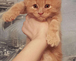 Кошки в Ливны: Мейн-кун, 25 000 руб. - фото 3