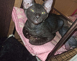 Кошки в Ачинске: Донской сфинкс продам, 4 000 руб. - фото 3