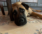 Собаки в Одинцово: Ищет дом метис бурбуля Девочка, Бесплатно - фото 4