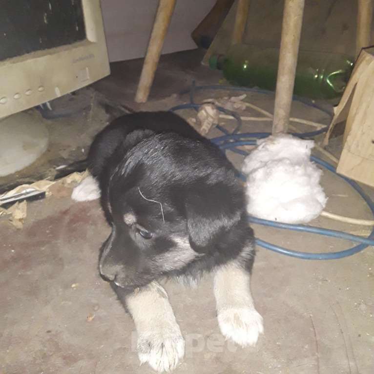 Собаки в Белореченске: Щенки в добрые руки Мальчик, Бесплатно - фото 2