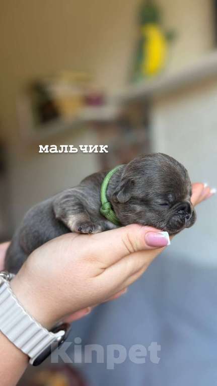 Собаки в Ростове-на-Дону: малыши французского бульдога  Мальчик, 50 000 руб. - фото 2
