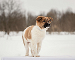 Собаки в других городах Московской области: Щенок в добрые руки Мальчик, Бесплатно - фото 9