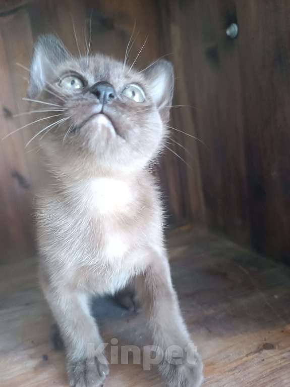 Кошки в Ростове-на-Дону: Котик европейской Бурмы  Мальчик, 70 000 руб. - фото 4