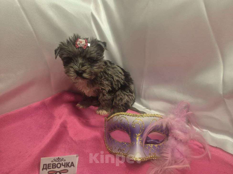 Собаки в Москве: Девочка редкого окраса голубой мрамор Девочка, 35 000 руб. - фото 4