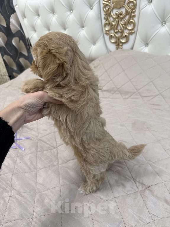 Собаки в Самаре: Мальтипу F1 щенки девочка  Девочка, 110 000 руб. - фото 8