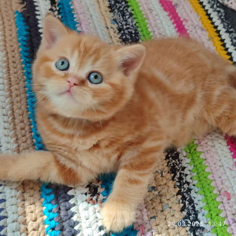 Кошки в Москве: Рыжий  красный мальчик страйт Мальчик, 40 000 руб. - фото 2