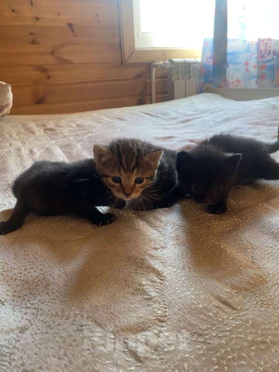 Кошки в Ижевске: Отдам котенка в добрые руки  Мальчик, Бесплатно - фото 2