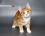 Кошки в Чебоксарах: Стерильная кошечка подросток Девочка, Бесплатно - фото 4