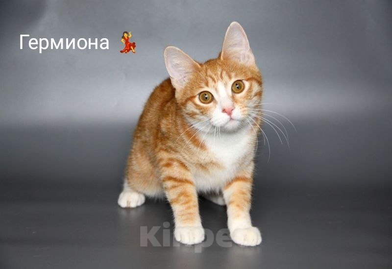 Кошки в Чебоксарах: Стерильная кошечка подросток Девочка, Бесплатно - фото 4