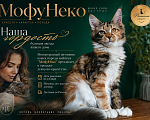 Кошки в Камне-На-Оби: Кошечки мейн-кун Девочка, Бесплатно - фото 3