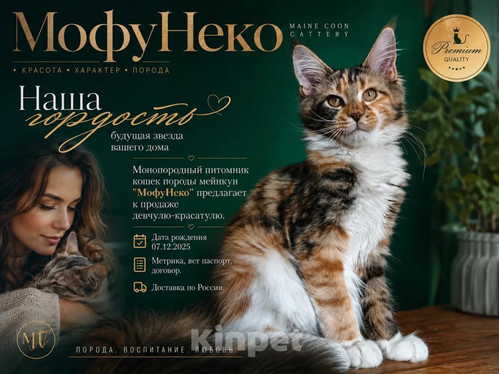 Кошки в Камне-На-Оби: Кошечки мейн-кун Девочка, Бесплатно - фото 3