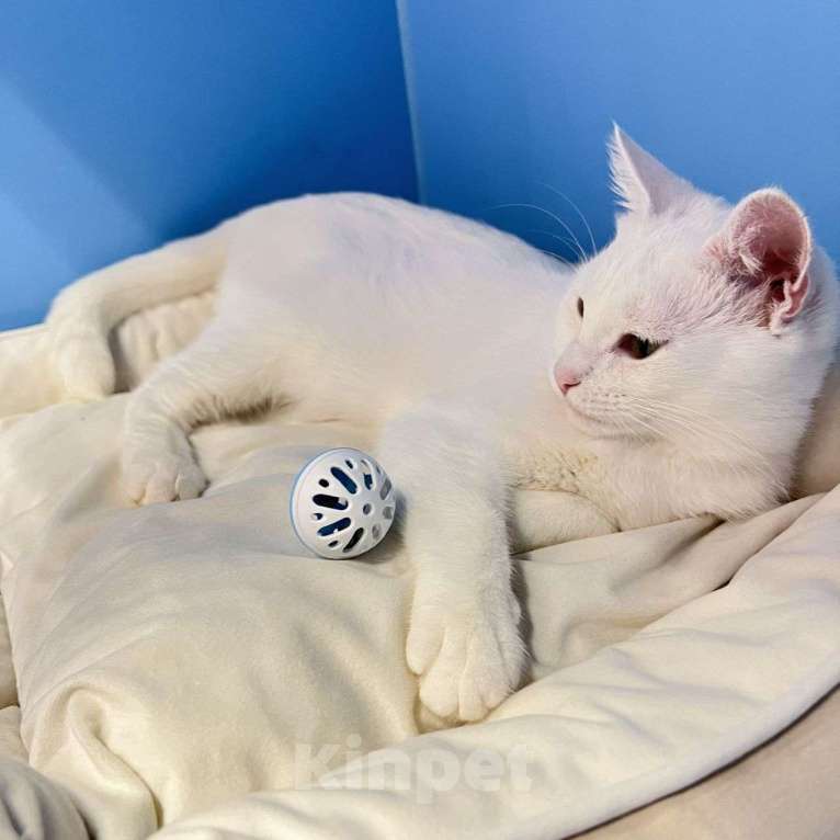 Кошки в Москве: Белоснежная кошечка грустит одна взаперти 💔 Девочка, Бесплатно - фото 5