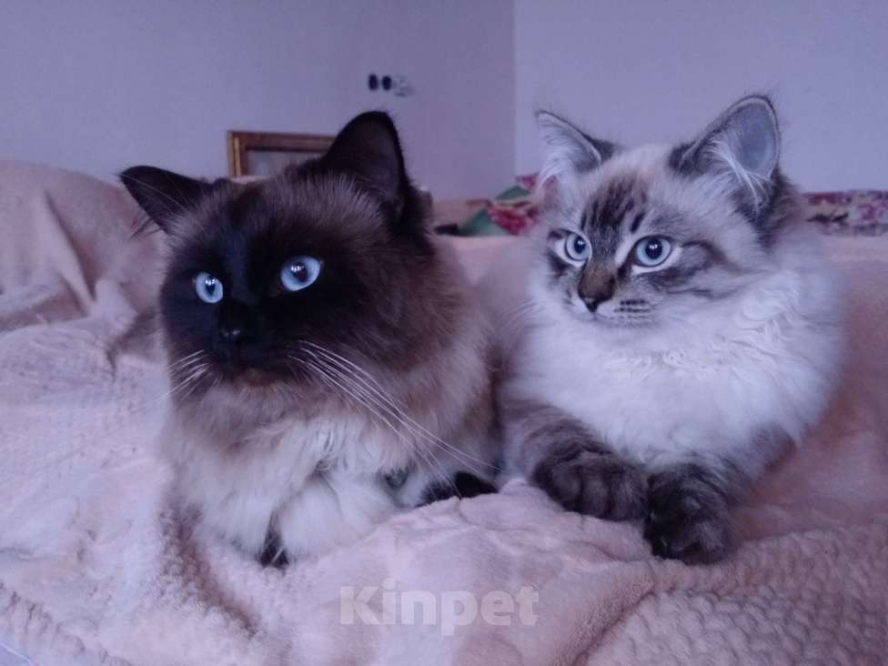 Кошки в Краснодаре: Кот Невской маскарадной породы вязка Мальчик, 5 000 руб. - фото 4