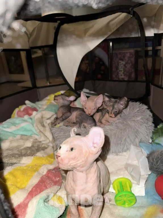 Кошки в Одинцово: Продадим прекрасных котят в добрую, любящую семью Разнополые, 15 000 руб. - фото 7