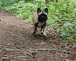 Собаки в других городах Московской области: Щенок французского бульдога Девочка, 60 000 руб. - фото 2
