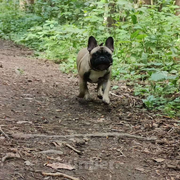 Собаки в других городах Московской области: Щенок французского бульдога Девочка, 60 000 руб. - фото 2