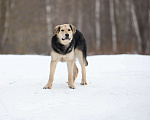 Собаки в Москве: Самый добрый щенок из приюта Мальчик, Бесплатно - фото 2