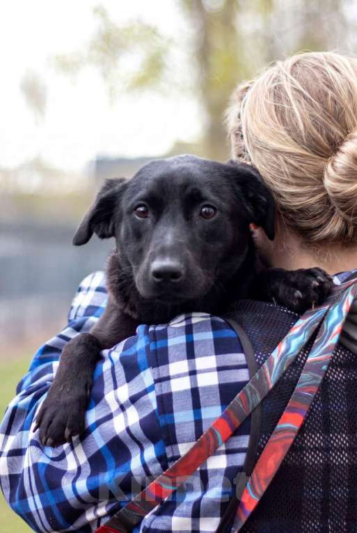 Собаки в Москве: Мини-лабрадор Акулина Девочка, Бесплатно - фото 4