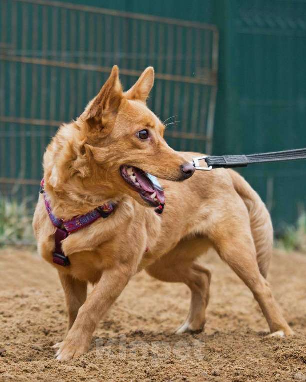 Собаки в других городах Московской области: Малышка Зизи ищет семью Девочка, Бесплатно - фото 4