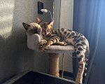 Кошки в Армавире: Бенгальский котëнок Мальчик, Бесплатно - фото 3