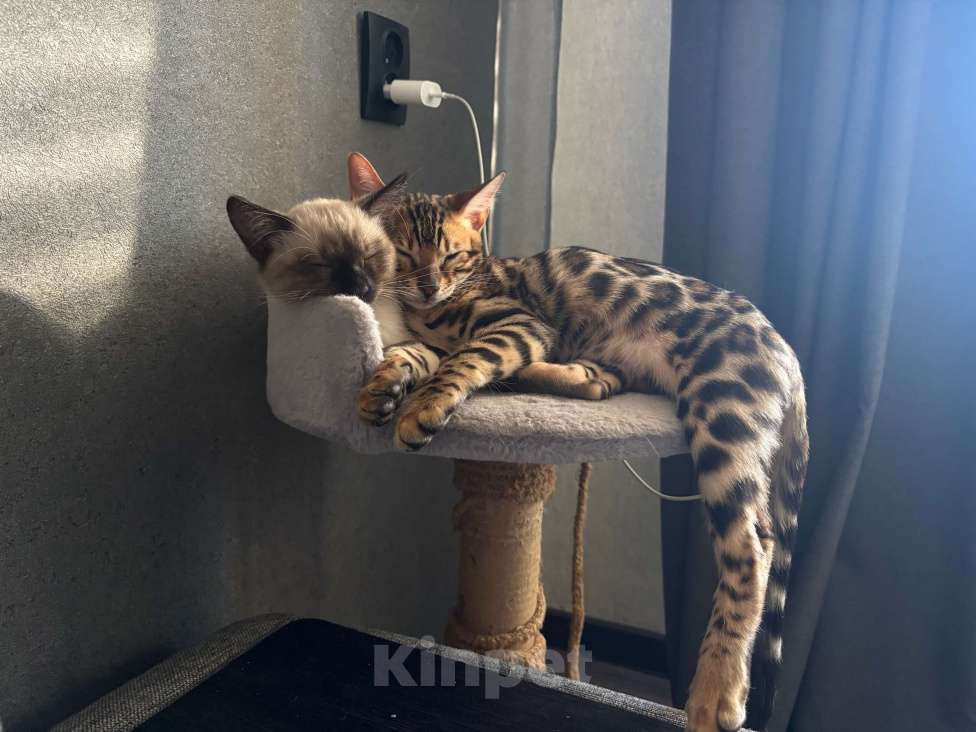 Кошки в Армавире: Бенгальский котëнок Мальчик, Бесплатно - фото 3