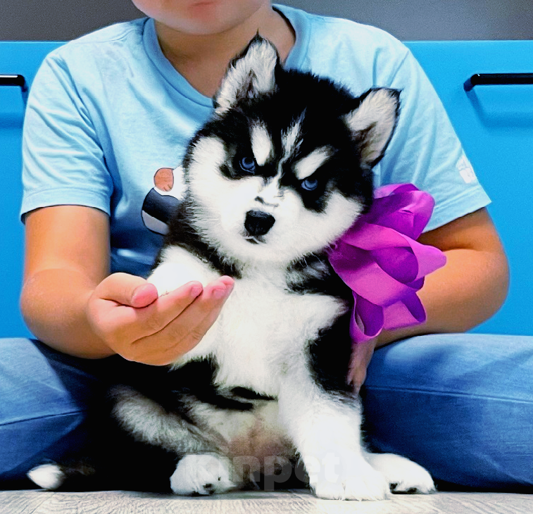 Собаки в Геленджике: Хаски Щенки Разных окрасов Разнополые, Бесплатно - фото 1