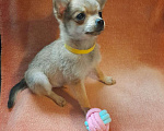 Собаки в Москве: Щенок мальчик Чихуахуа  Мальчик, 17 000 руб. - фото 5