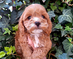 Собаки в Краснодаре: Кокапу щенок девочка Девочка, 50 000 руб. - фото 1