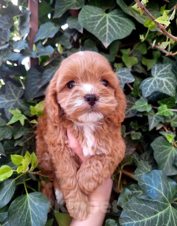 Собаки в Краснодаре: Кокапу щенок девочка Девочка, 50 000 руб. - фото 1
