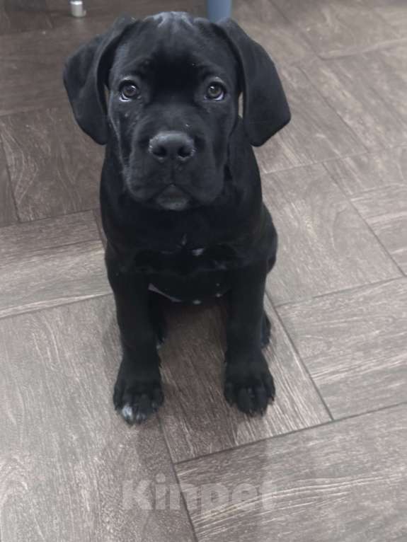 Собаки в других городах Московской области: Щенок кане-корсо Девочка, 40 000 руб. - фото 1