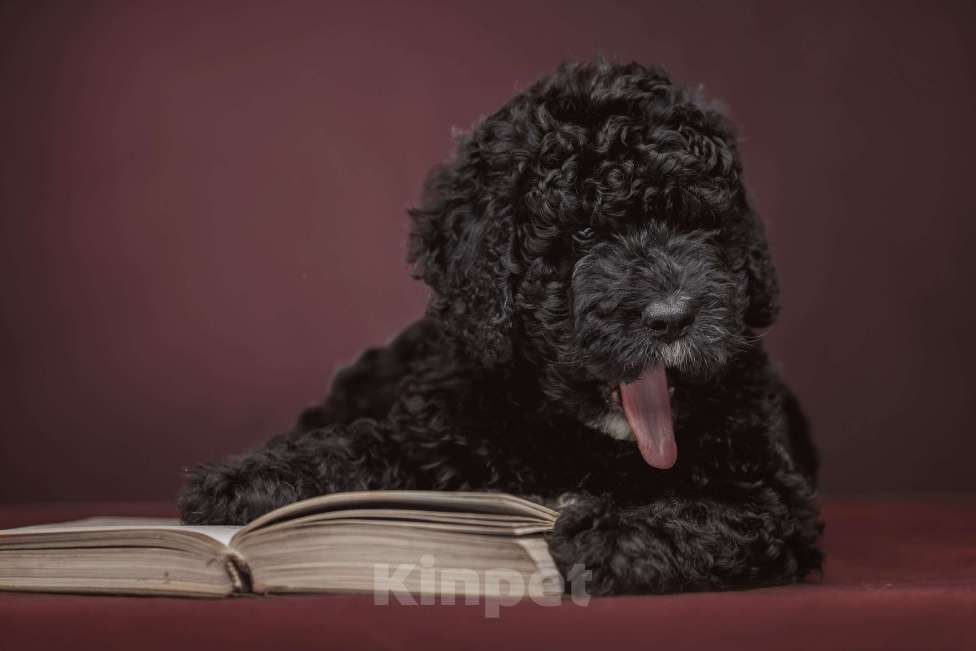 Собаки в Санкт-Петербурге: Испанская Водяная Щенок Мальчик, 200 000 руб. - фото 3