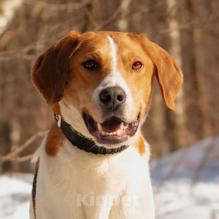 Собаки в Москве: Бонд Мальчик, Бесплатно - фото 2