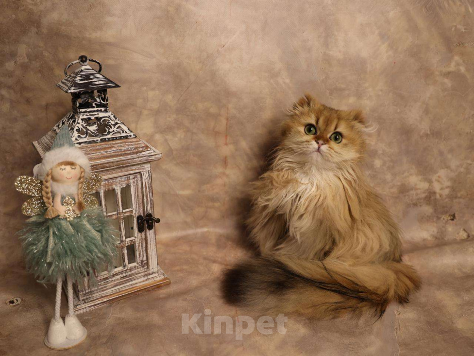 Кошки в Москве: Шотландский вислоухий длинношёрстный котёнок Мальчик, 60 000 руб. - фото 6