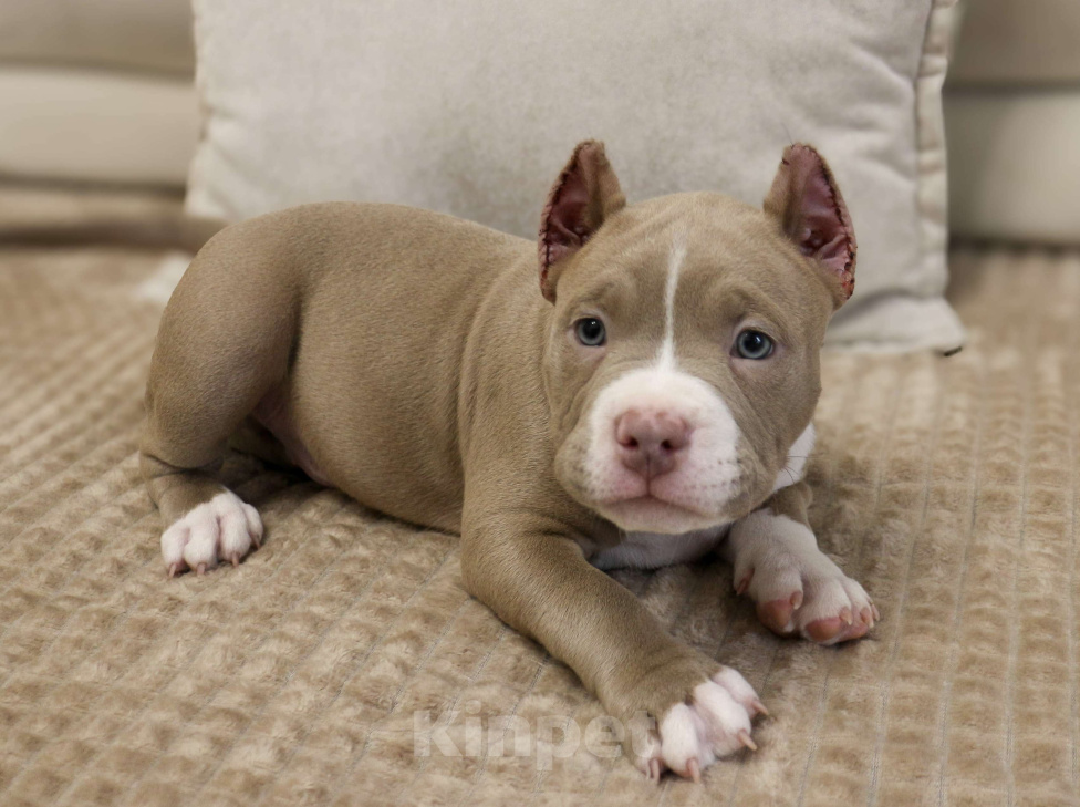 Собаки в Лыткарино: Прекрасный красивый мальчик 2,5 мес Американский Булли Мальчик, 150 000 руб. - фото 5