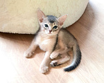 Кошки в Раменском: Абиссинские котята Девочка, 45 000 руб. - фото 1