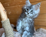Кошки в Санкт-Петербурге: Котята мейн кун из питомника Девочка, 20 000 руб. - фото 6