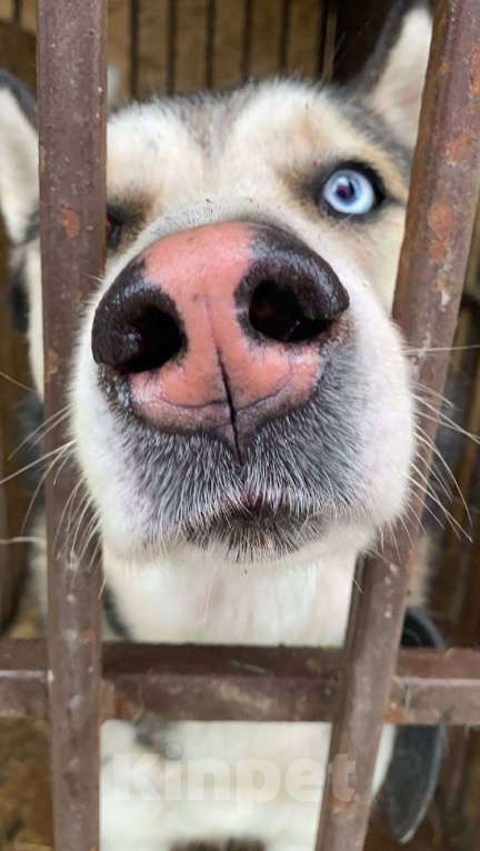 Собаки в Москве: Ярик Мальчик, Бесплатно - фото 2