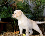 Собаки в Краснодаре: Щенок лабрадора Девочка, 35 000 руб. - фото 2
