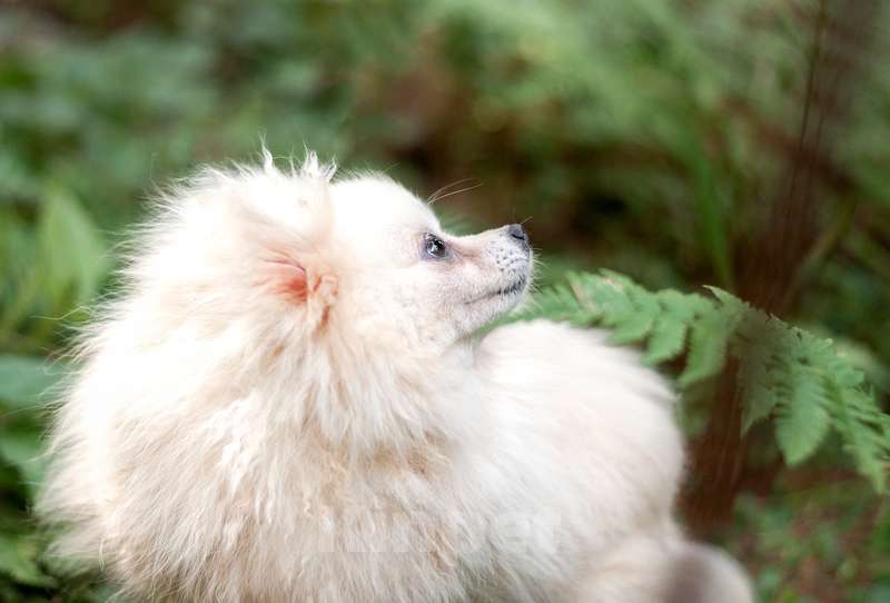 Собаки в Москве: Шпиц Шоко в добрые руки Девочка, Бесплатно - фото 4