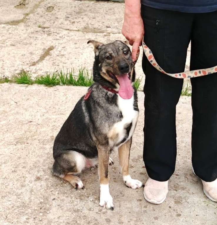 Собаки в Москве: ШАНС для ласкушечки Мэри на дом и любимую семью  Девочка, Бесплатно - фото 2