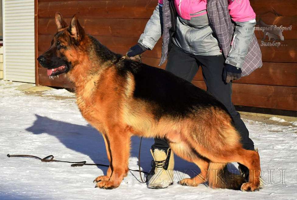 Собаки в Вологде: Щенки немецкой овчарки РКФ Девочка, Бесплатно - фото 5