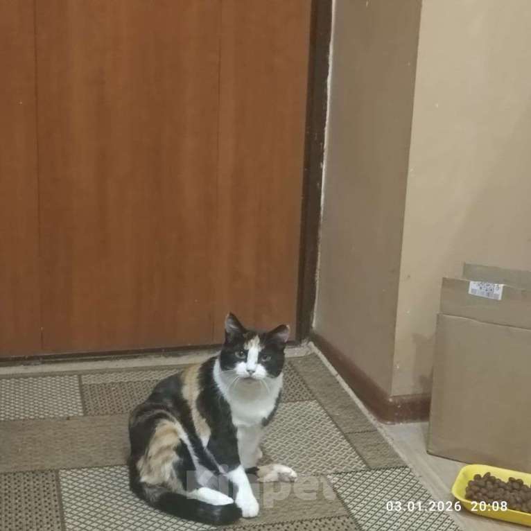 Кошки в Коломне: Кошка и котята ищут семью Девочка, Бесплатно - фото 4