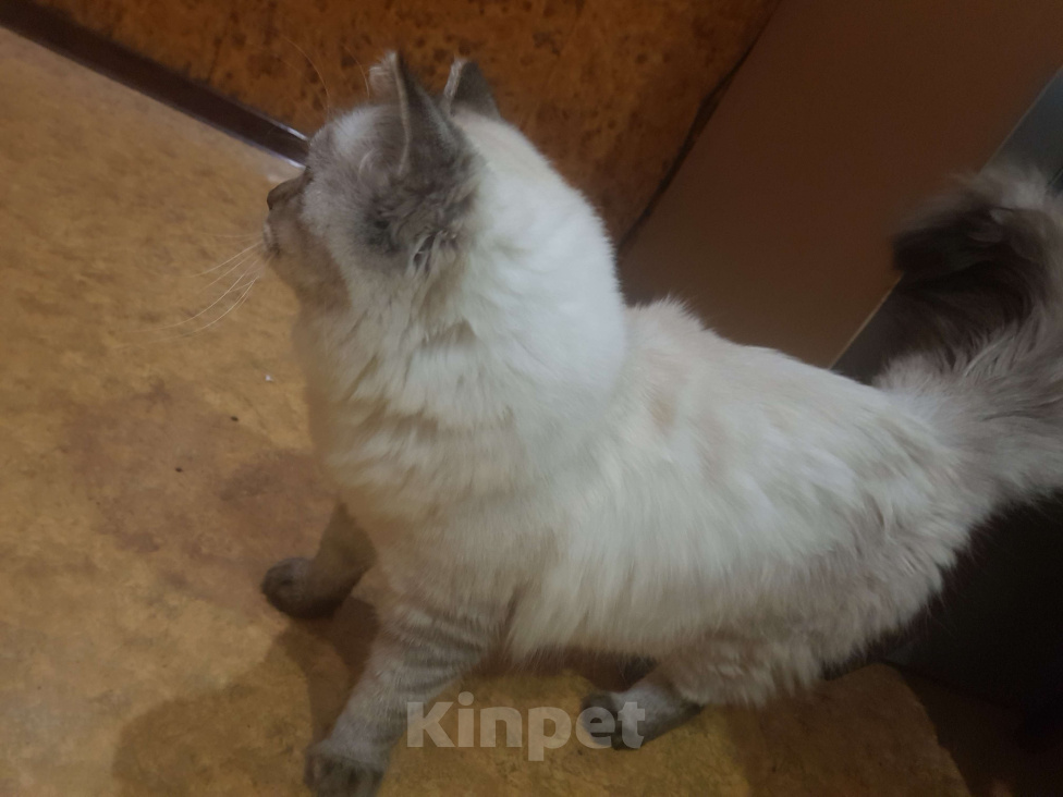 Кошки в Санкт-Петербурге: Молоденький котик-невачок по имени Криптус готов к вязкам! Мальчик, 3 000 руб. - фото 2