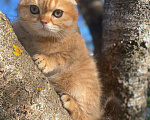 Кошки в Нижнем Новгороде: Шотландский котик Мальчик, 20 000 руб. - фото 4